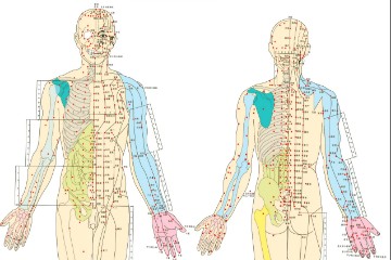 高清人体穴位骨骼图