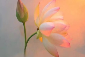 一个外国老人拍的荷花，学画的看看