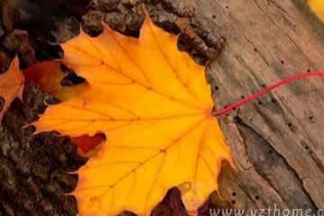 【健康养生】秋来伏不去，这段时间脾胃虚弱的人尤要注意这三点！