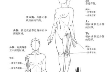 【运动解剖】人体解剖学方位方向术语|思维导图