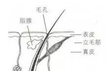 狐臭？异味？解决办法来了！想要身体“变香”，其实很简单！