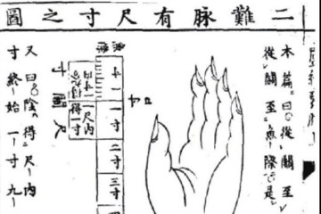中医脉诊学习资料（1）——寸关尺的位置和长度图文详解