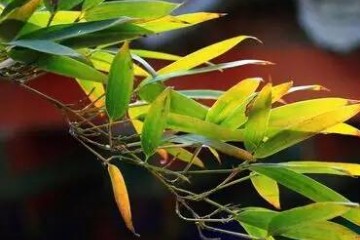 道教的吐纳法口诀