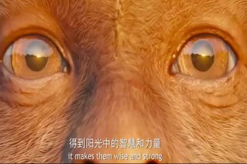 用猿击术中的日炼法 提高视力